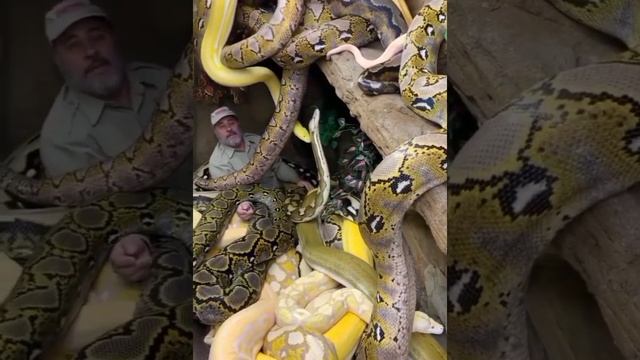 Has a python ever eaten a human смотреть онлайн