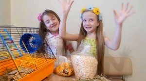 Подстилка для хомяка . Зачем нужна подстилка хомяку  ? Виды подстилки .для хомяка