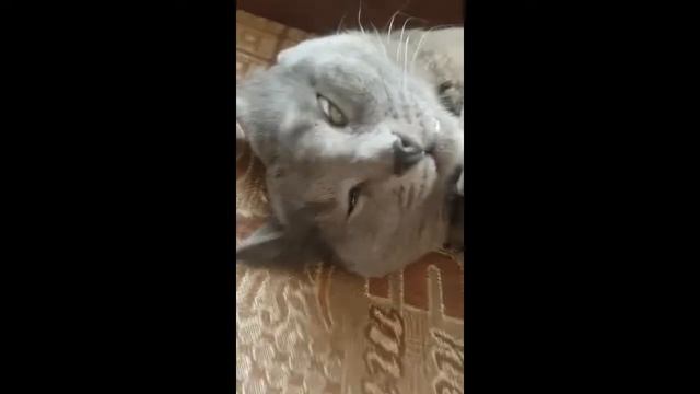 Кошмар кота смотреть онлайн