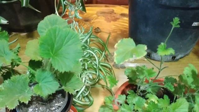 Когда лучше черенковать королевська пеларгонию смотреть онлайн