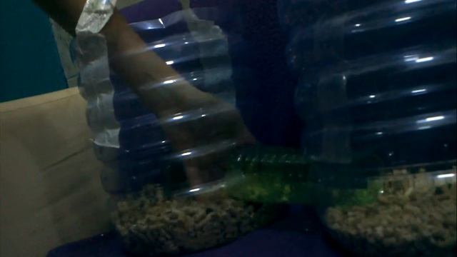 Мой хомяк и его террариум . смотреть онлайн