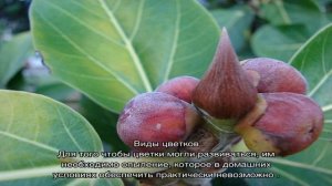 Фикус Мокламе — уход в домашних условиях
