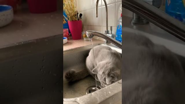 Котёнок не умеет пить воду. Как научить? смотреть онлайн