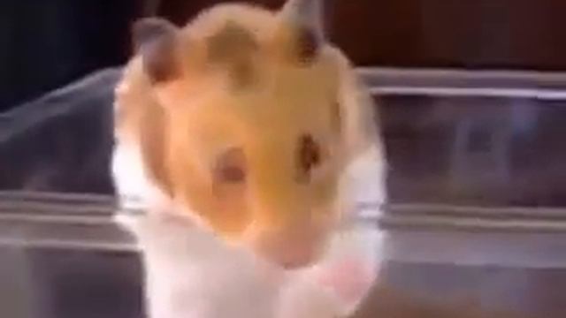Побег хомяка!.mp4 смотреть онлайн