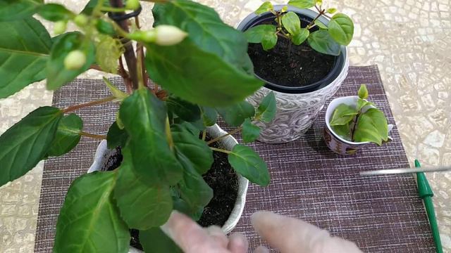 Новая фуксия. Фуксия колонна. смотреть онлайн