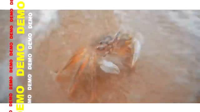 Cangrejito Playero Alfredo El Pulpo █▬█ █ ▀█▀ ☢ ıllılı™® intro & Outro Edit VdjChita Vhsa Tab Mex смотреть онлайн