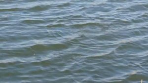 Ловля методом Херабуна. Инструкция, часть вторая.