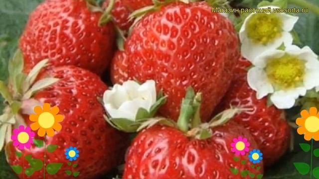 Земляника садовая Викода. Краткий обзор, описание характеристик fragaria ananassa Vikoda смотреть онлайн