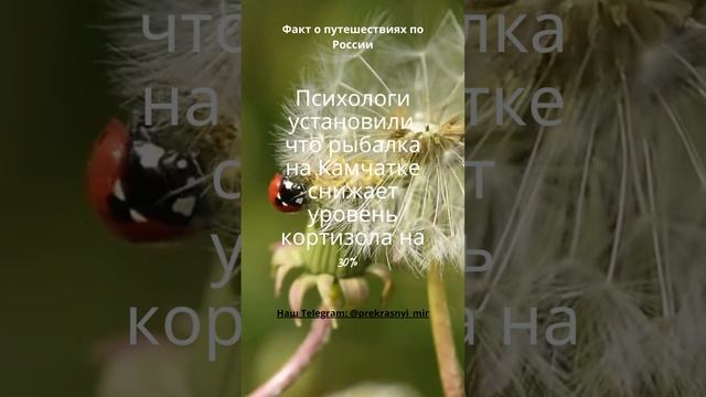 Факт о путешествиях по России смотреть онлайн