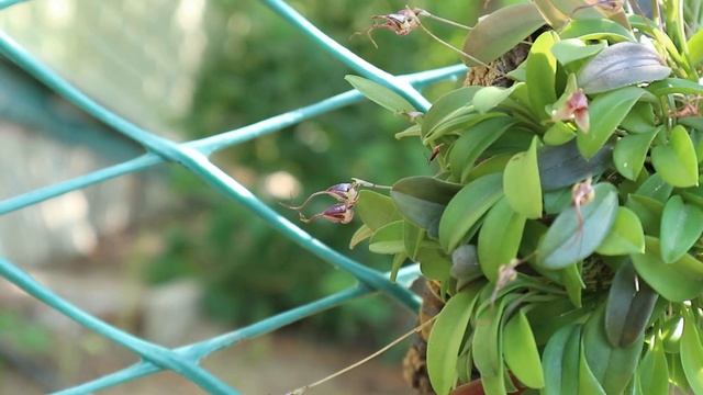 Dracula velutina и Masdevallia Nidifica смотреть онлайн