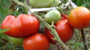 5 сортов томатов для открытого грунта, которые успеют вызреть и дать хороший урожай даже в Сибири