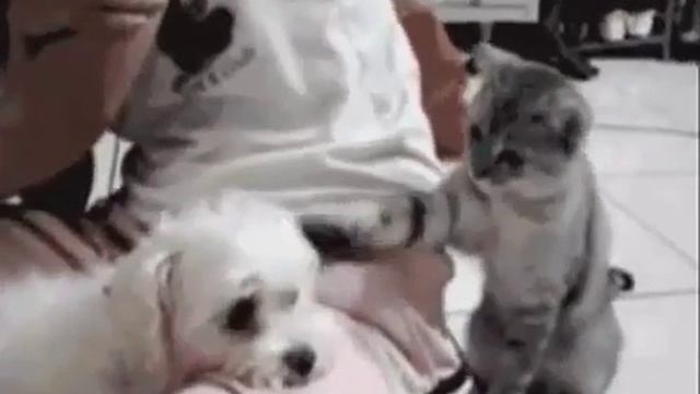 Смешное видео о животных | Крысик.рф смотреть онлайн