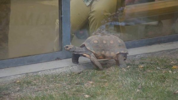 Turtles of the Moscow zoo./Черепахи Московского зоопарка./Tortugas del Zoológico de Moscú.