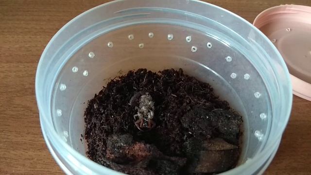 Скорпион Lychas Tricarinatus дал потомство. Планирую эксперимент смотреть онлайн