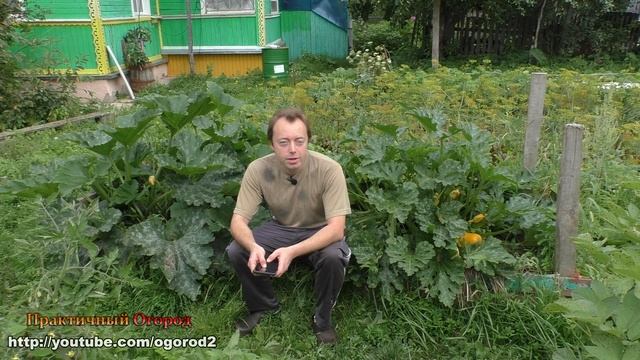 ГАРАНТИРОВАННЫЙ УРОЖАЙ гороха БЕЗ ПРОПОЛКИ и ухода. Как НЕЛЬЗЯ сеять горох. смотреть онлайн