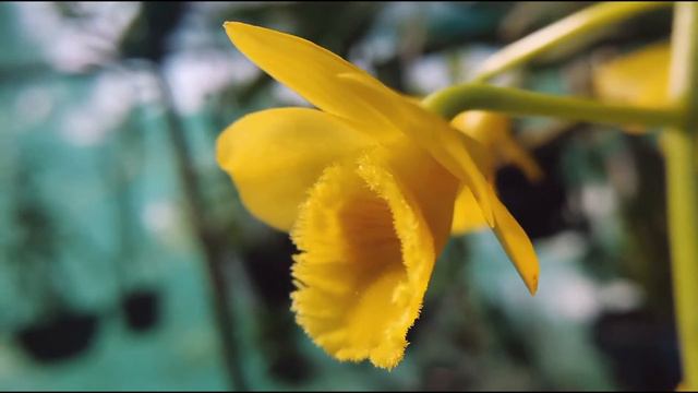THE BEAUTIFUL DENDROBIUM CHRYSOTOXUM BLOOMED IN MY GARDEN смотреть онлайн