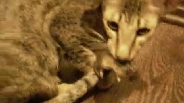 Ориентальная кошка поймала мышь смотреть онлайн