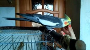 Дрессировка попугая, самец кореллы выполняет команды ?