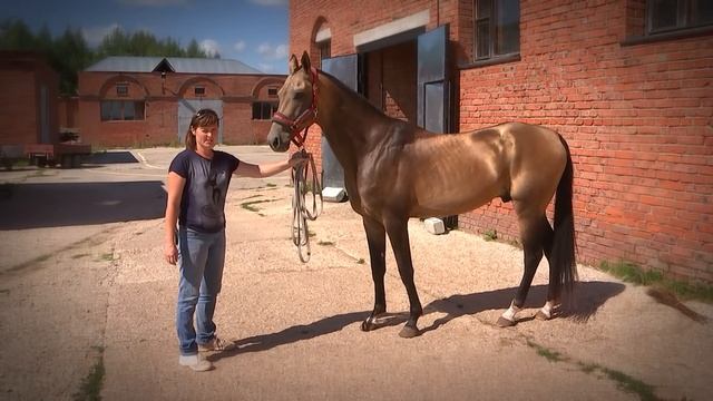 Продажа ахалтекинских лошадей.Sales of Akhal-Teke horses http://akhaltekellc.com смотреть онлайн