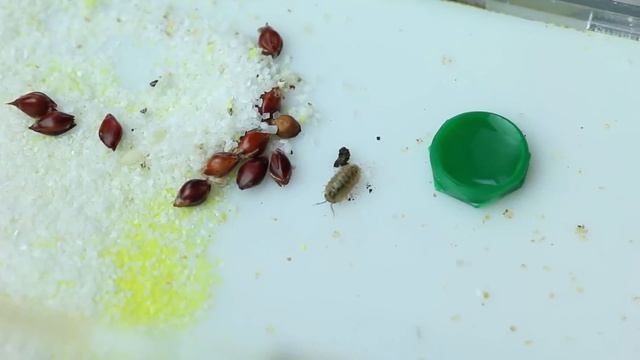 ЧУЖАК В МУРАВЕЙНИКЕ! РЕАКЦИЯ МУРАВЬЕВ! ЭПИЧНАЯ ДРАКА! смотреть онлайн