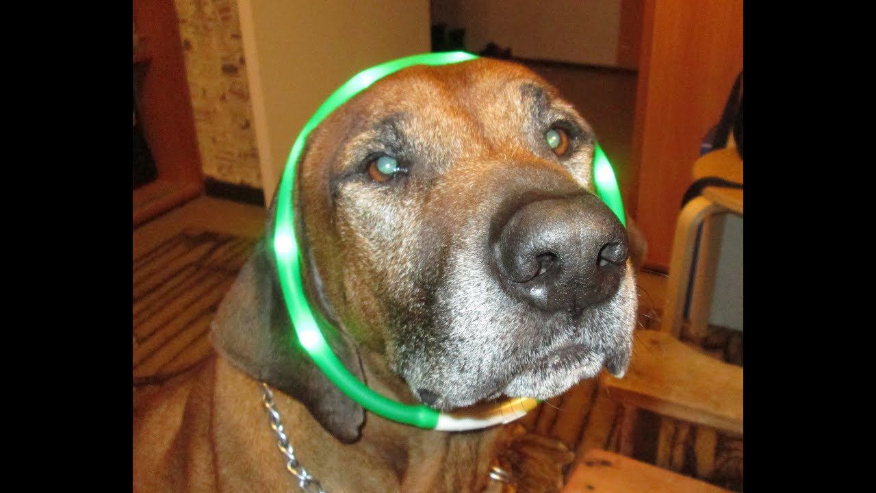 Простой ремонт китайского ошейника смотреть онлайн