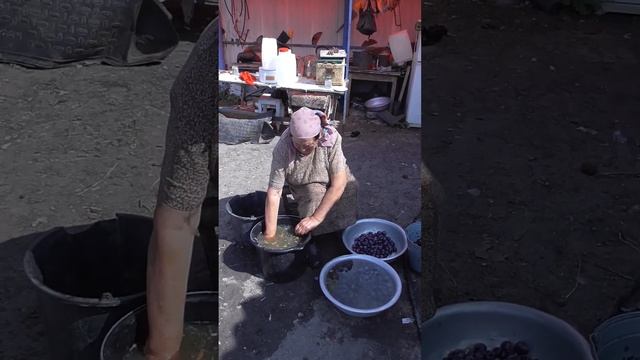Бабушка моет сливы