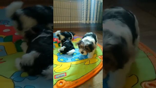 Щенки Бивера!!! Д/р 18.11.2019г.(1)