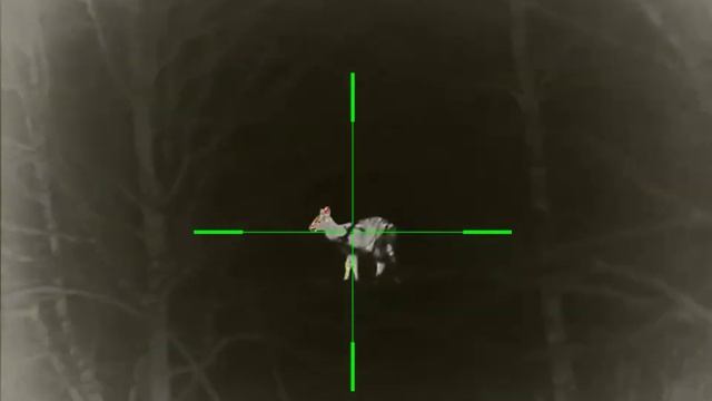 iRay Rico 50 и оленуха, дистанция 108 метров. смотреть онлайн