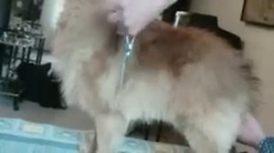 обучение стрижки собак видео уроки. Шпиц