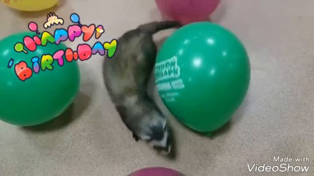 День Рождения хорька Гарика смотреть онлайн