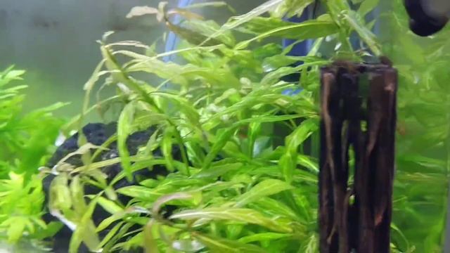 My Aquarium Tank 2 weeks смотреть онлайн