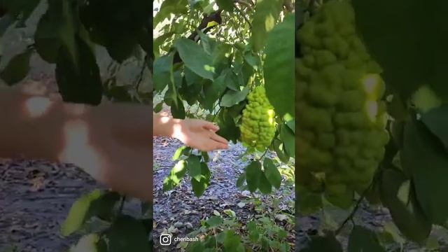 Как выглядит и как растёт бергамот, а кто знал? || Подпишись, поставь лайк!) смотреть онлайн