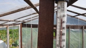 НЕТ паутинного клеща. Метод из СССР "ПАРНАЯ для клеща". Без химии.