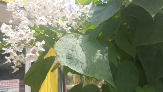 катальпа Новий базар Одесса смотреть онлайн