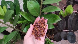 Это ЗОЛОТО для ЗАМИОКУЛЬКАСА, Всего 1 ложка и даже самый чахлый куст оживет, эффективная подкормка!