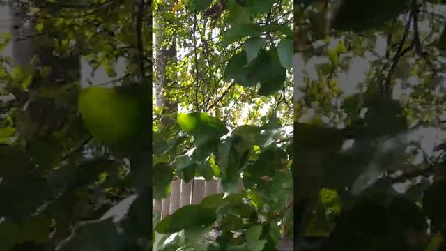 Шум деревьев смотреть онлайн