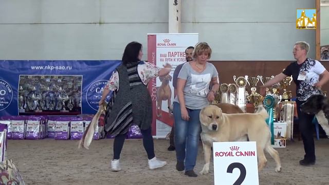 Азиат 2017. Сравнение. Ортодокс Конвент Сарташ. смотреть онлайн