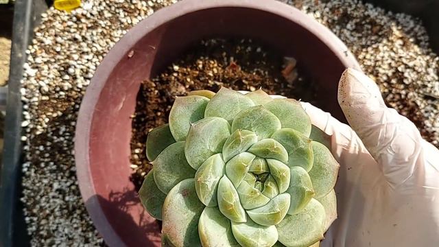 통통한 알바뷰티를 키핑장에서 분갈이 해요 ! 화분이 커서 배양토가 너무 많이들어가요~~ ^^ смотреть онлайн