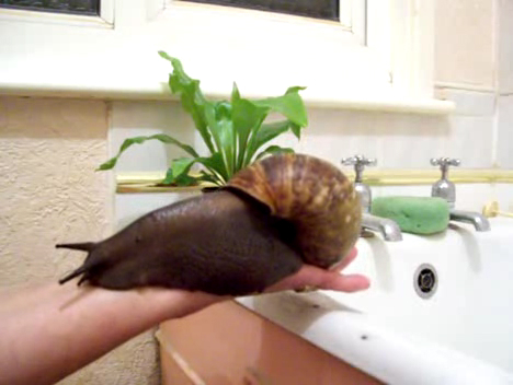 Больша-а-а-ая :) смотреть онлайн