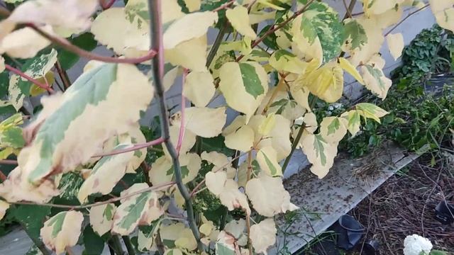 Горец сахалинский вариегата смотреть онлайн