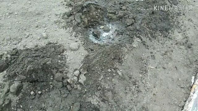 Сажаем капусту смотреть онлайн