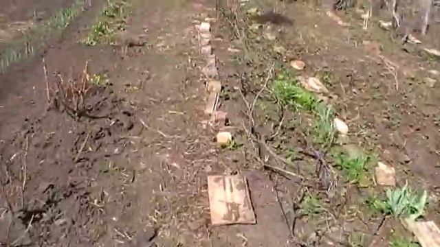 Переделываем виноградную шпалеру смотреть онлайн