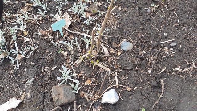 Размножаю туи и можевельник/Черенкование в песке/11.05.23 ОМСК смотреть онлайн