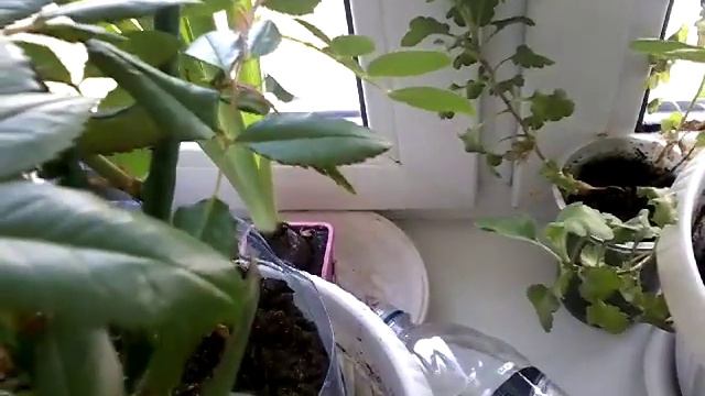 Зацвела Роза ! смотреть онлайн