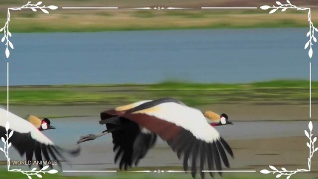 Relaxing Animal Sounds and Cute Moments: Funny and Sweet Animal Videos with Soothing Music смотреть онлайн