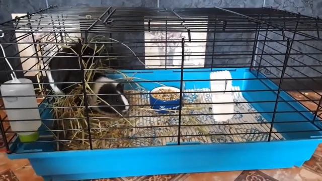 "попкорнинг" морские свинки/радость свинки смотреть онлайн