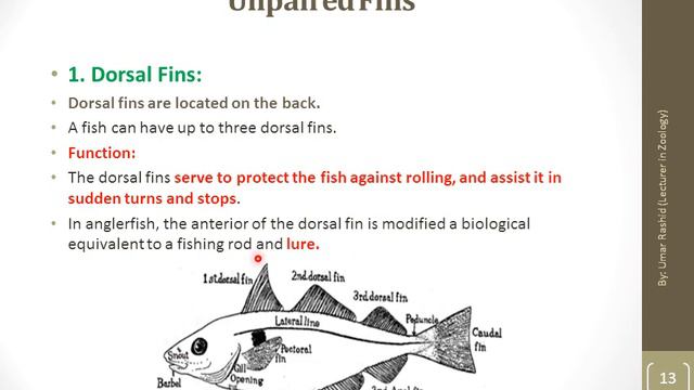 Fish Fins смотреть онлайн