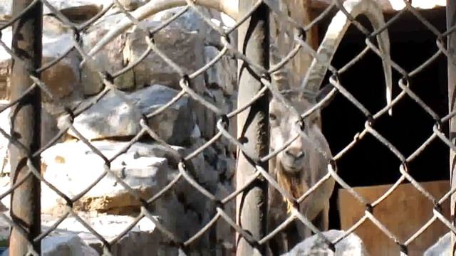 Горные козлы - грациозные животные! Николаевский зоопарк! смотреть онлайн