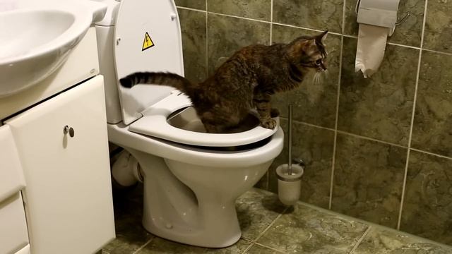 Как научить кошку ходить туалетиться на унитаз. Пошаговая инструкция как приучать. смотреть онлайн