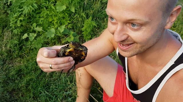 Спасаем черепаху смотреть онлайн